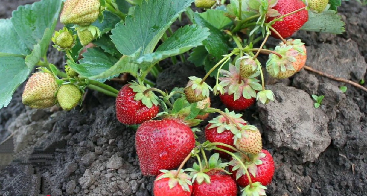 Садівники назвали найкращі зимостійкі сорти полуниці