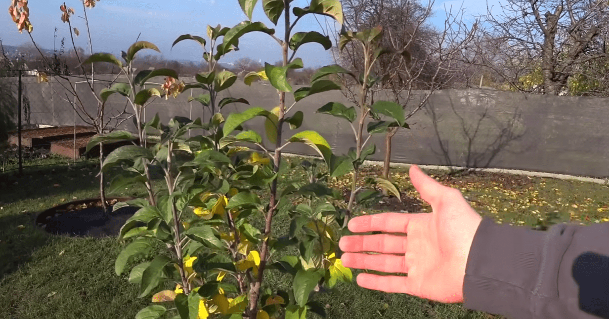Садівники розповіли, що робити з яблунею, якщо дерево не скинуло листя