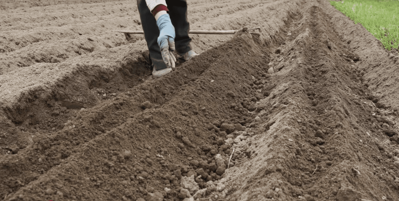 Що потрібно зробити в саду та городі до 31 грудня за Місячним календарем