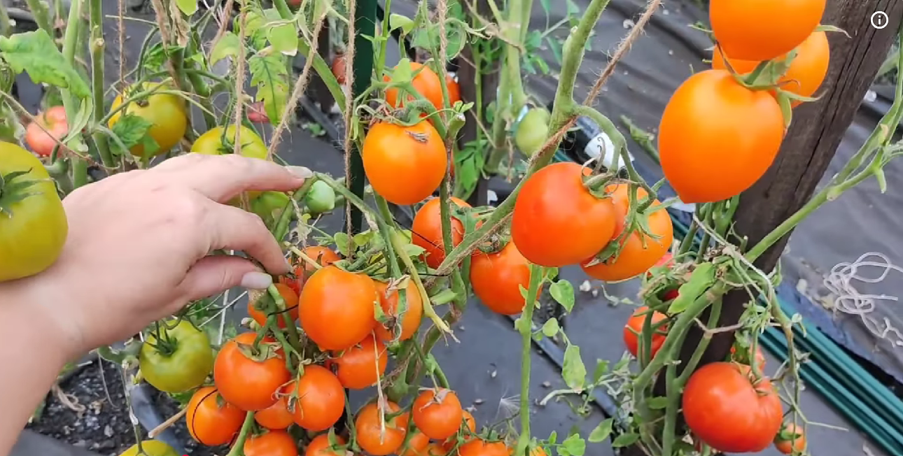 Городники назвали найкращі ранні сорти томатів: дають урожай за будь-якої погоди