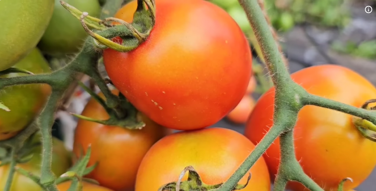 Городники назвали найкращі ранні сорти томатів: дають урожай за будь-якої погоди