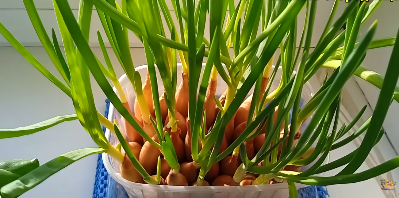 Як виростити зелену цибулю на підвіконні за 20 днів: без землі та бруду