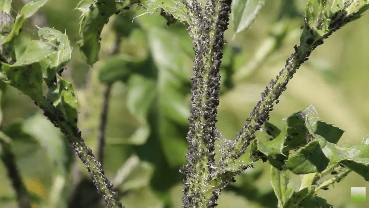 Садівники розповіли, де насправді зимує попелиця і як з нею боротися
