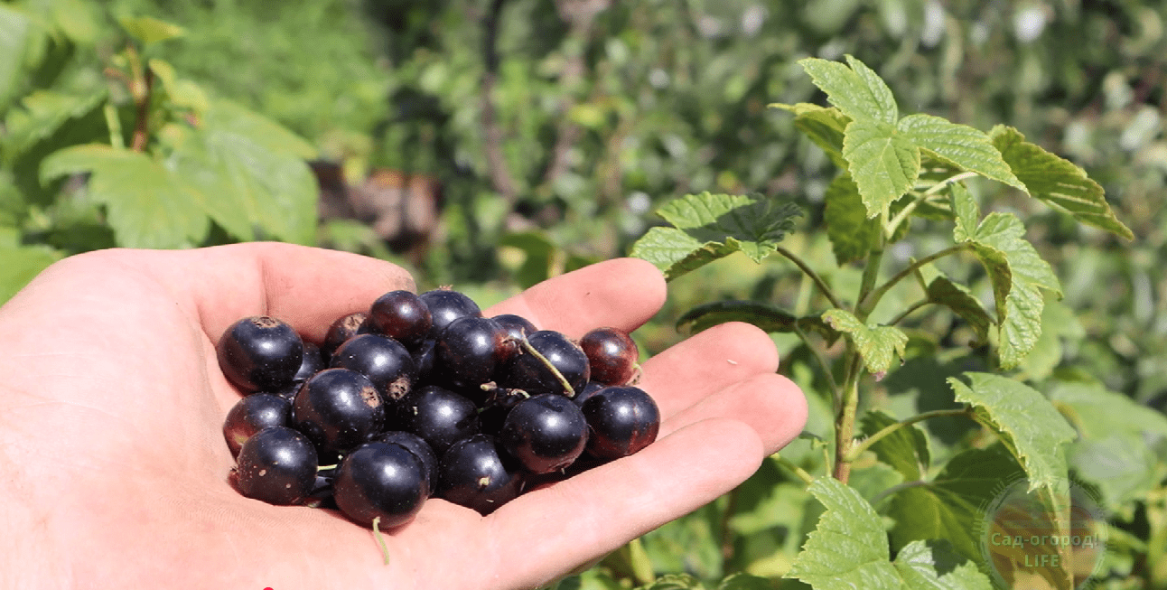 Садівники назвали спосіб отримати багато великої солодкої смородини