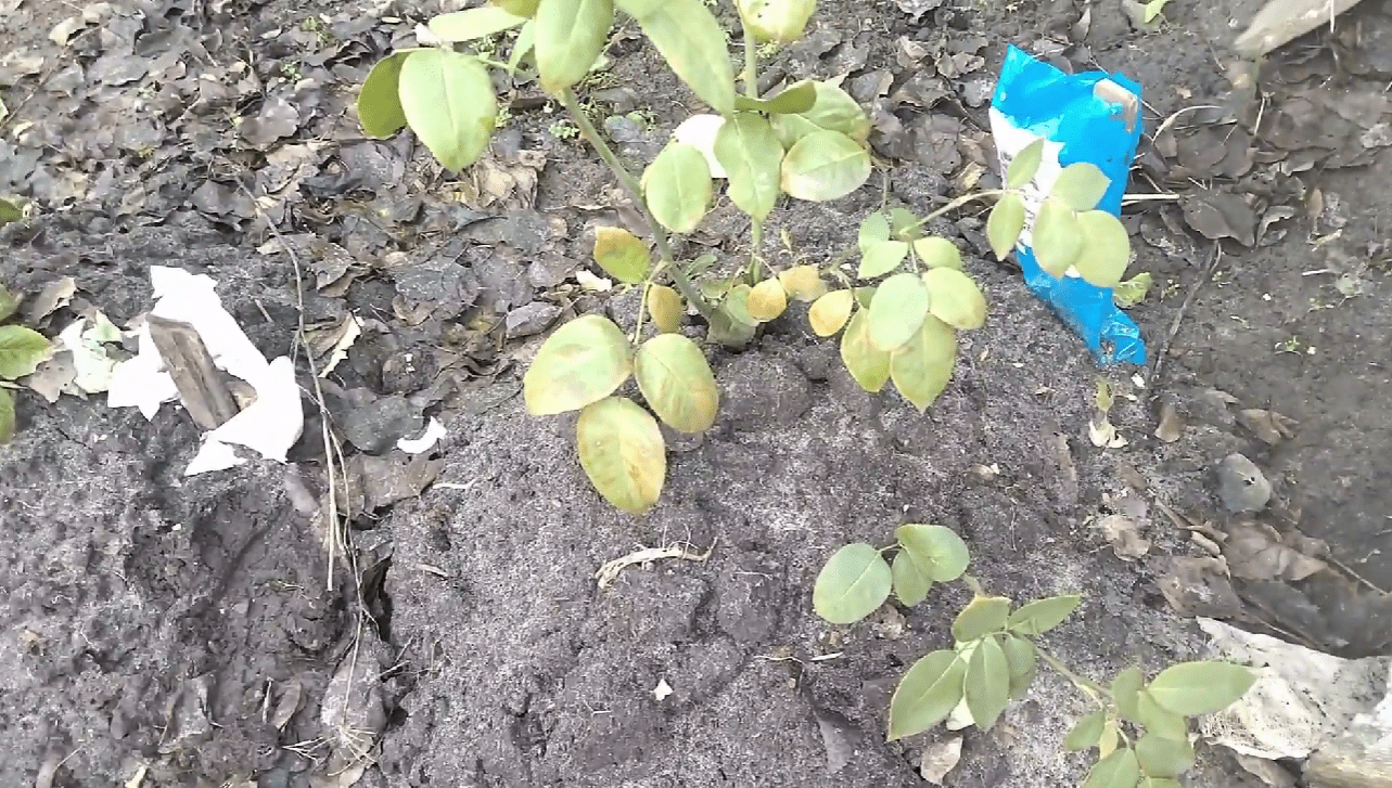 Садівники розповіли, як правильно підготувати троянди до зими 2025-2026