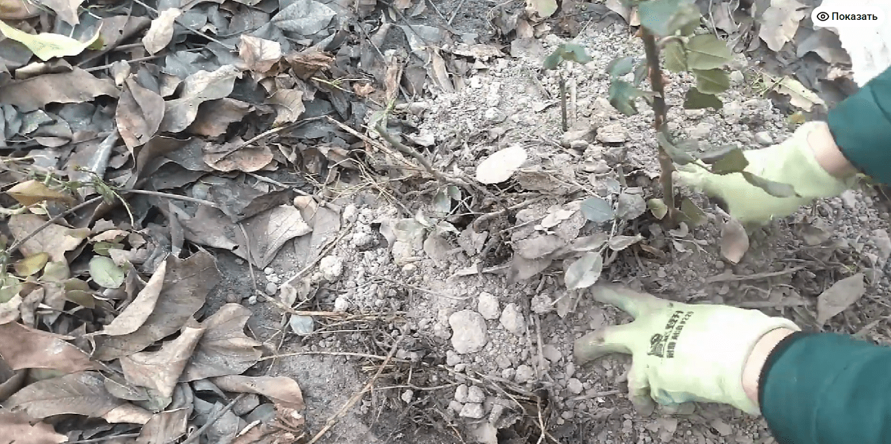 Садівники розповіли, як правильно підготувати троянди до зими 2025-2026