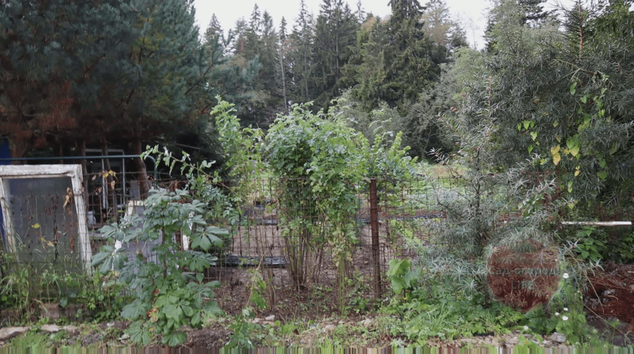 Експерти назвали грубі помилки, які роблять половина садівників восени