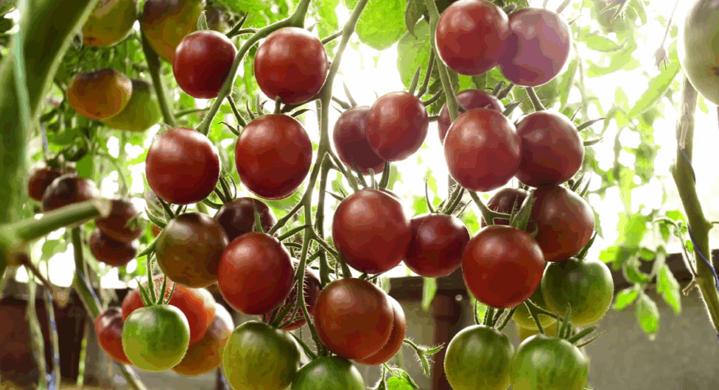 Не пластмасові, а супер м’ясисті: ще тільки листопад 2025, а вже хочеться посіяти їх на розсаду 