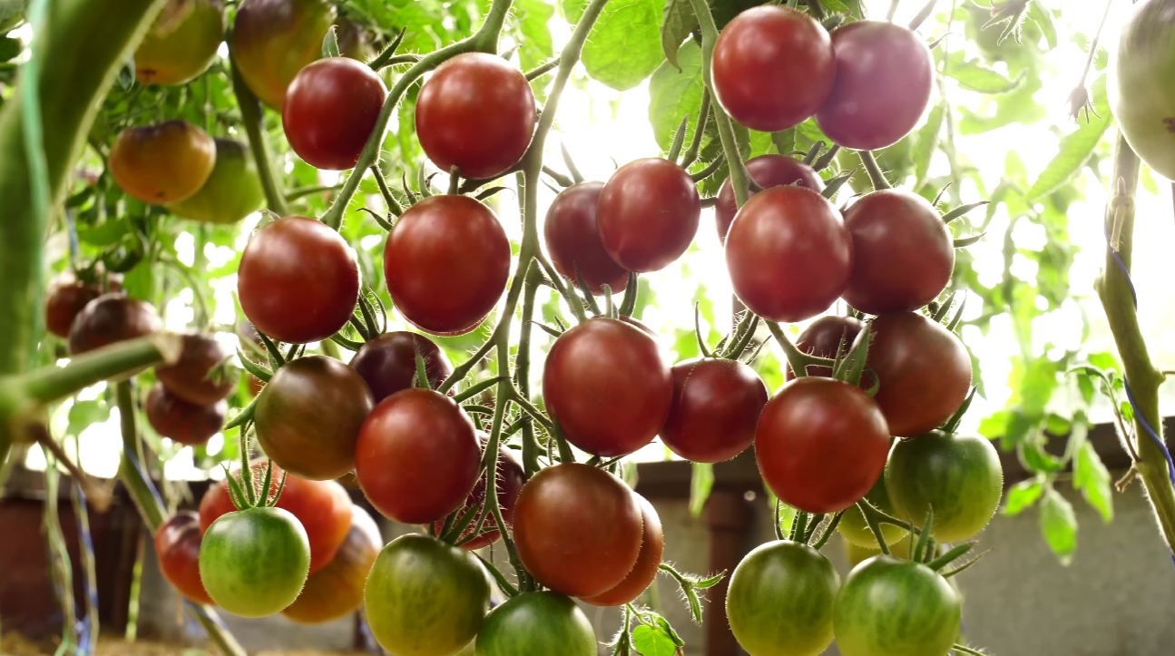 Садівники назвали сорт помідорів із найбільш насиченим смаком