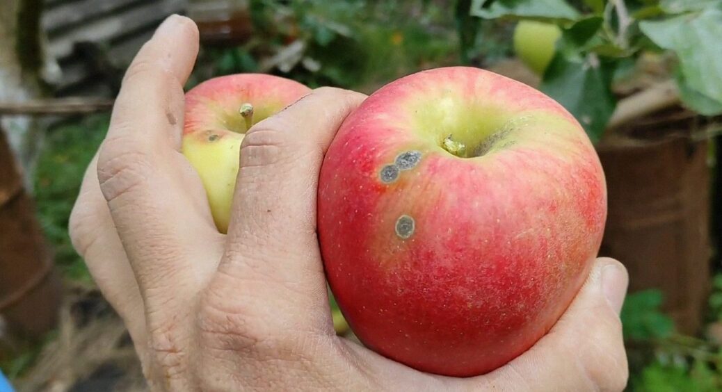 Не “Гала” і не “Ред Чіф”: цей сорт яблук назвали найсолодшим у 2025 році – саджанці гребуть 