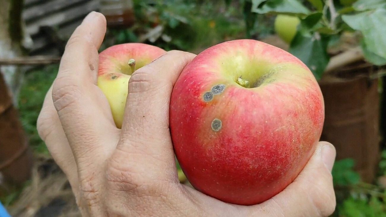 Садівники назвали найсолодший сорт яблук із хорошою врожайністю