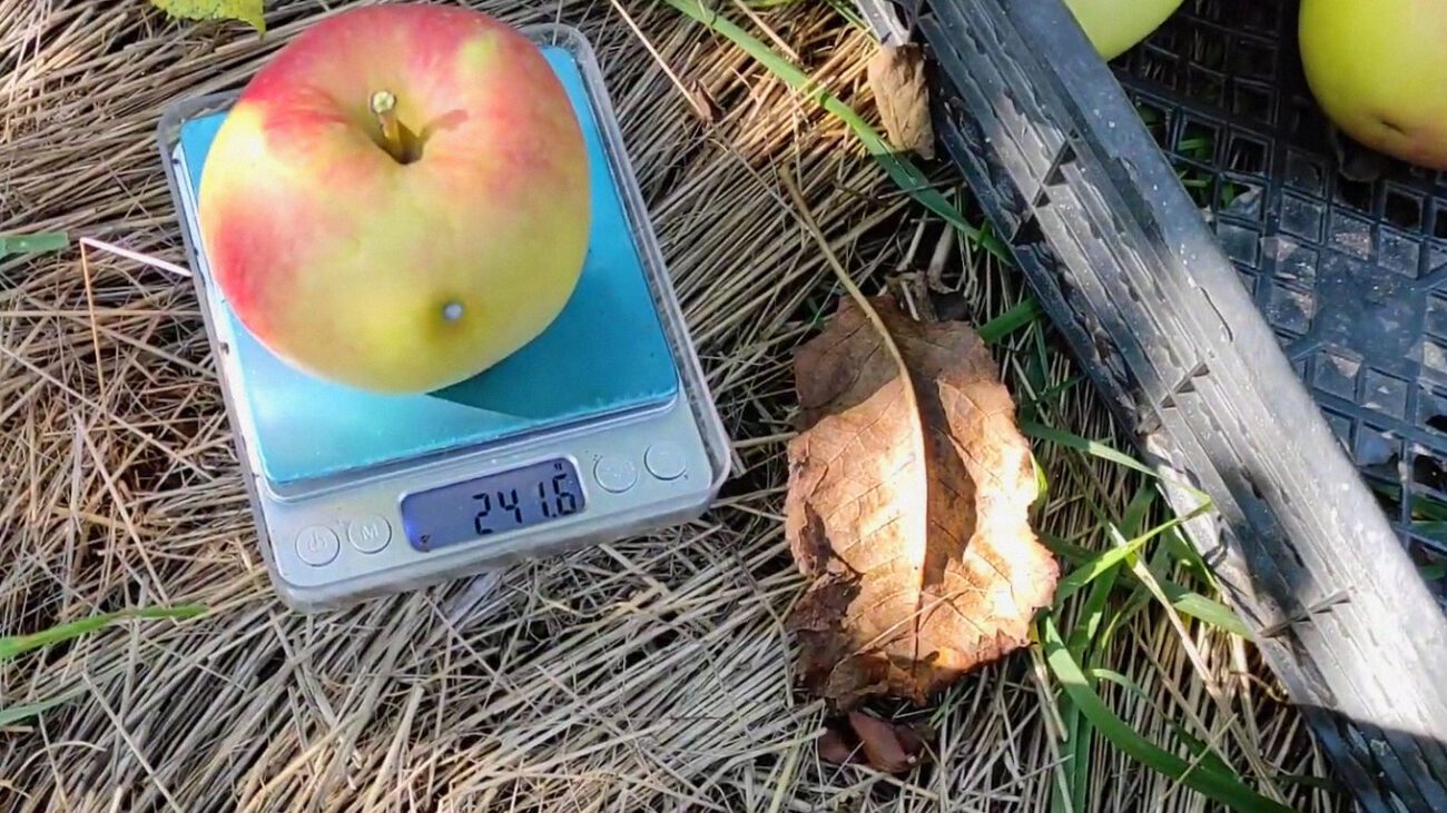 Садівники назвали найсолодший сорт яблук із хорошою врожайністю