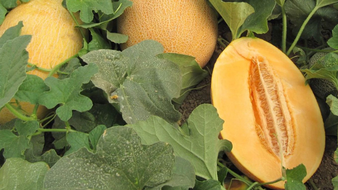 Фермери розповіли про холодостійкий та врожайний сорт дині з найкращим смаком