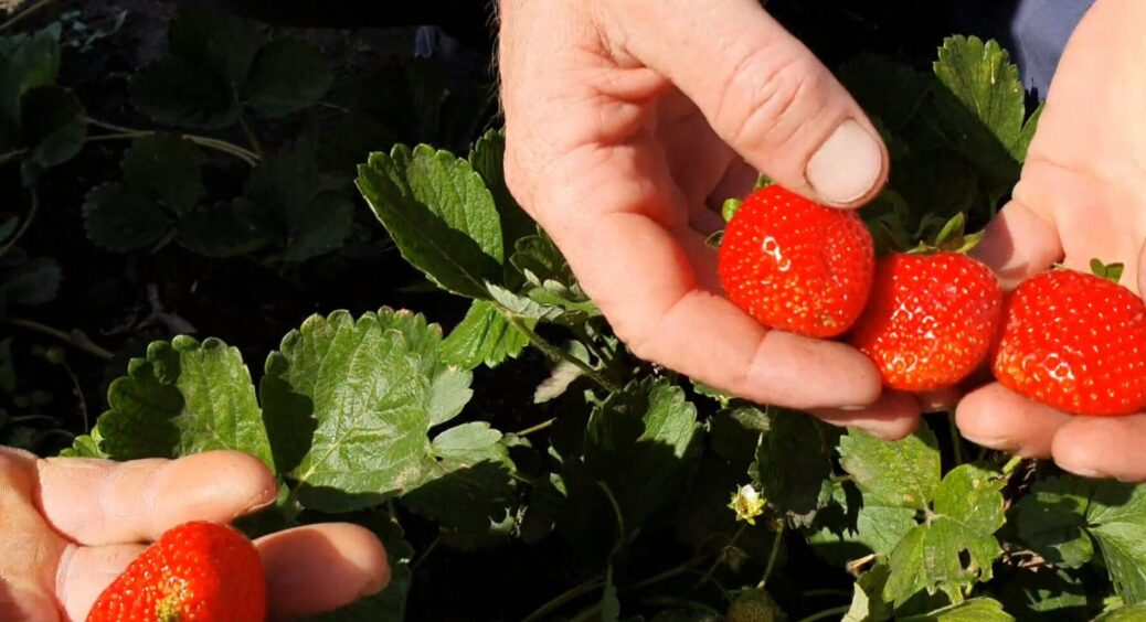 Ця полуниця дає по відру ягід з куща: сорт, про який городники дізналися лише у 2025 