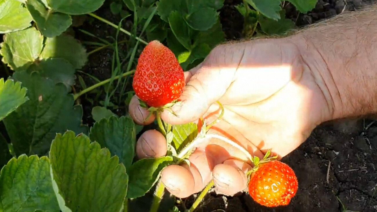 Городники назвали високоврожайний голландський сорт полуниці, який підходить для десертів і консервації
