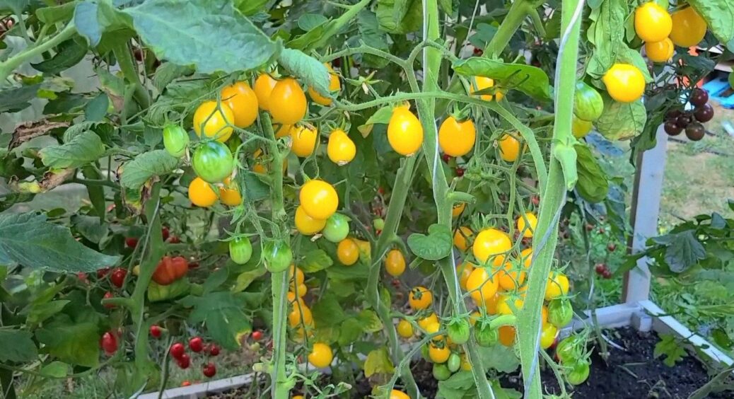 Смачні та м’ясисті чері 365 днів на рік на підвіконні: названо ідеальний сорт без підсвічування 