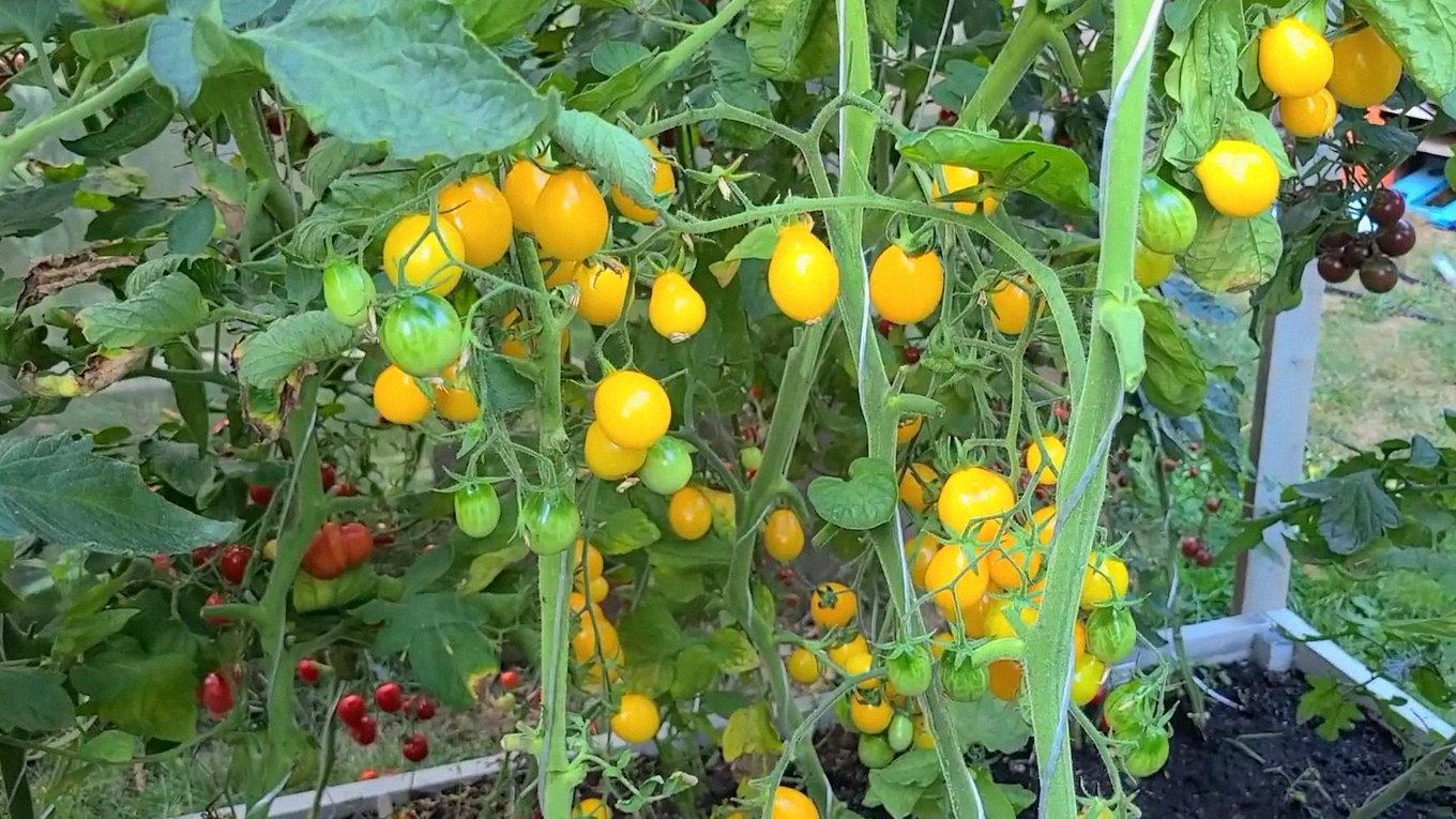 Експерт розповів, який сорт помідорів можна вирощувати на підвіконні