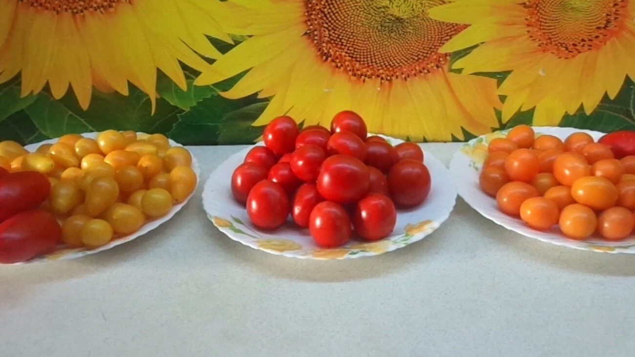 Городники показали найсмачніші сорти томатів чері