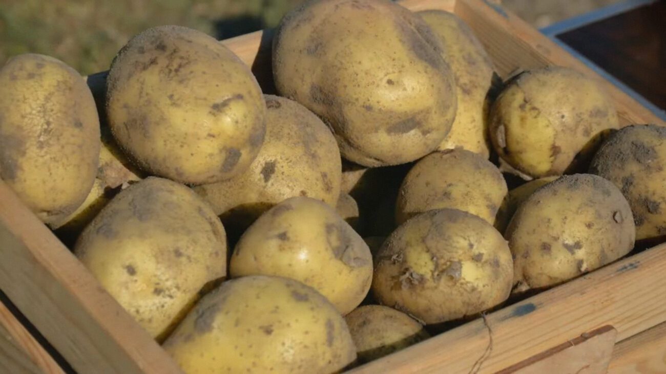 Городники назвали 2 способи осінньої профілактики для картоплі 