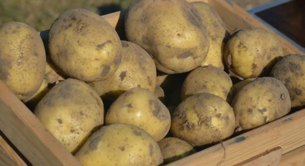 Жителі Полтавщини вже запасаються цим смачним сортом картоплі на 2026 – стабільна врожайність 