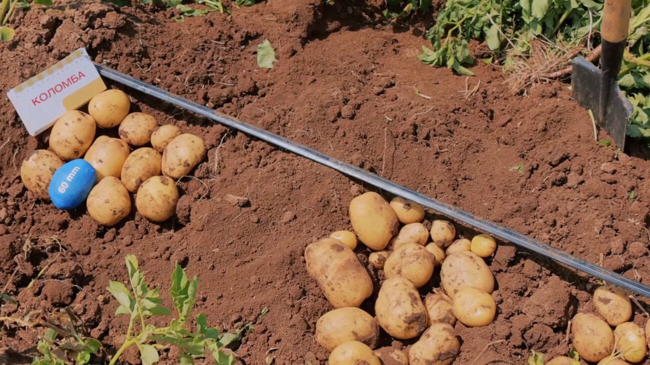 Агрономи назвали сорти картоплі, які дають низький і несмачний врожай