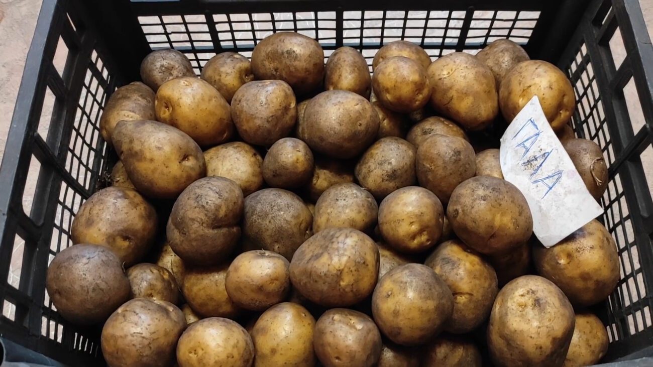 Що зробити, щоб у картоплі при зберіганні не завелися личинки