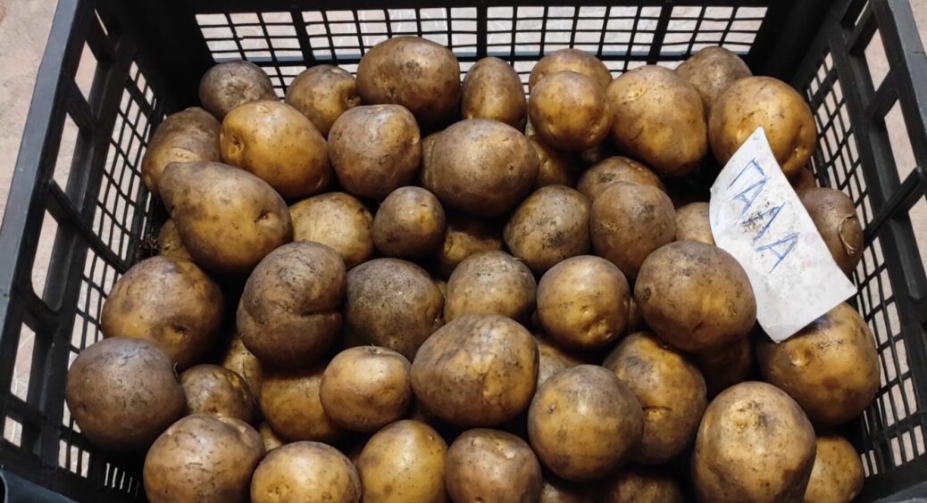 У відрі з картоплею більше не заводяться личинки: кинула туди 1 звичайний овоч – спрацювало 