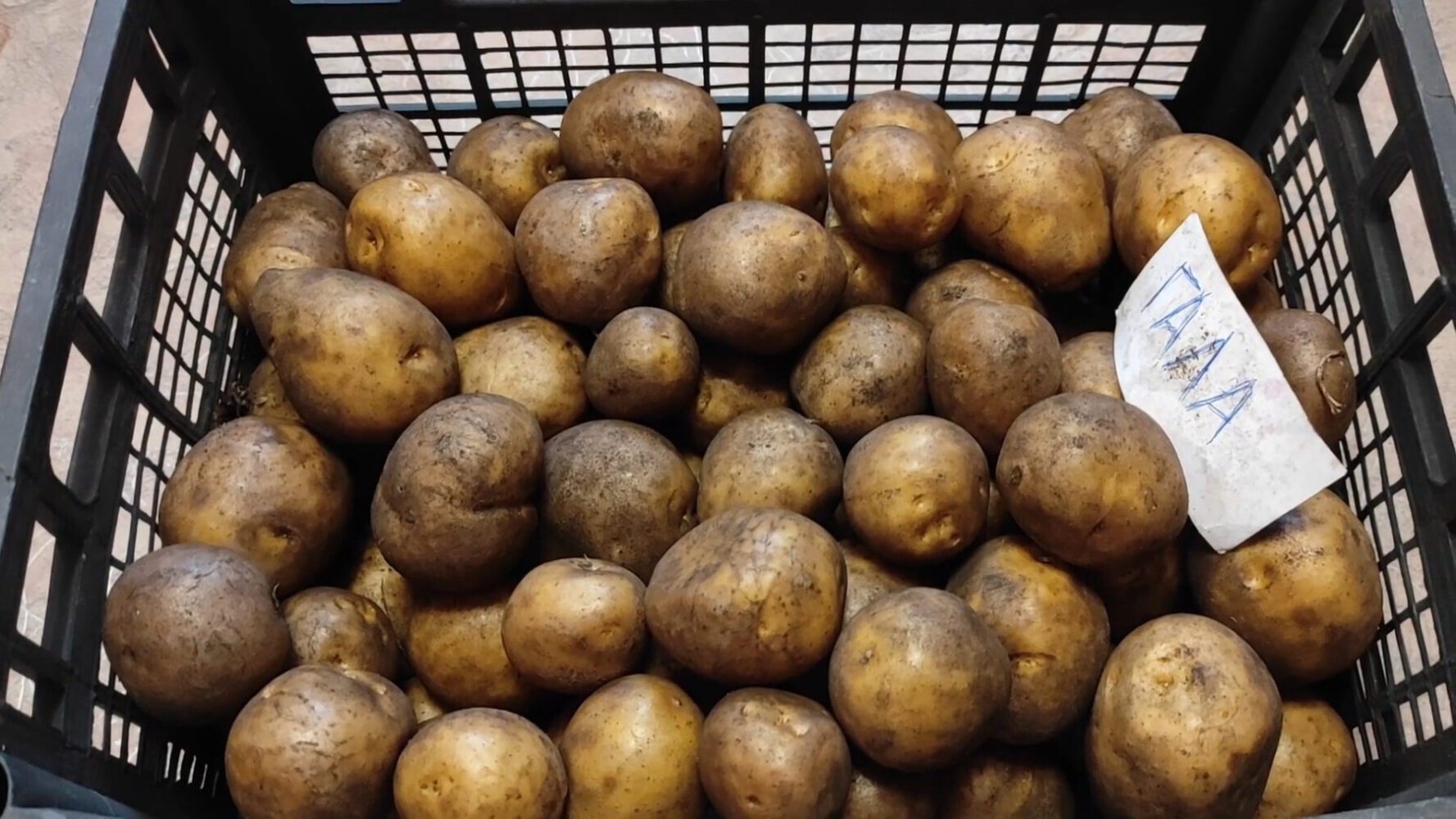 Городники розповіли, як зберегти картоплю свіжою на довгі місяці Городники розповіли, як зберегти картоплю свіжою на довгі місяці