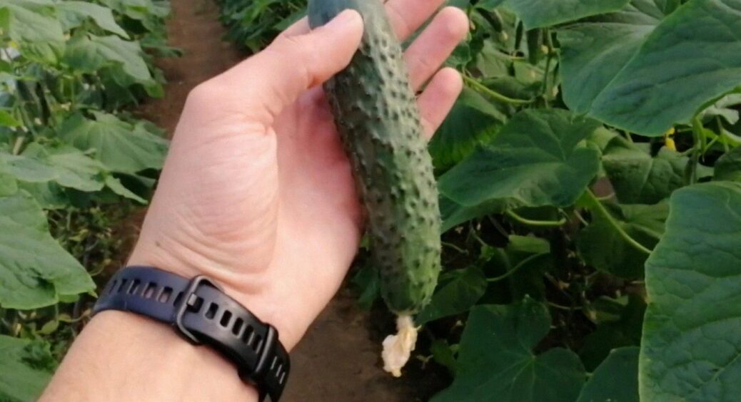 4 нових сорти огірків, які стали відкриттям 2025 року: їх назву не знають навіть 90% фермерів 