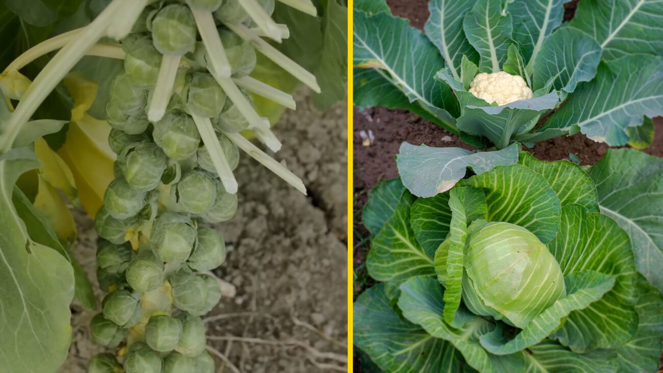 Агрономи показали 4 найсмачніших різновиди капусти для городу та поля