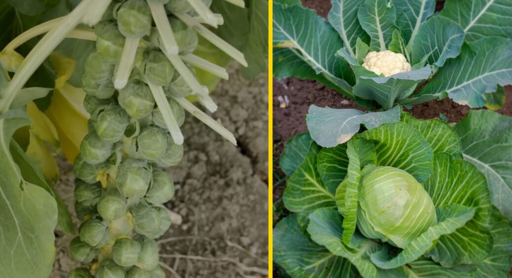 Не білокачанну і не пекінську: 4 види капусти, які варто саджати на городі у 2026 році 