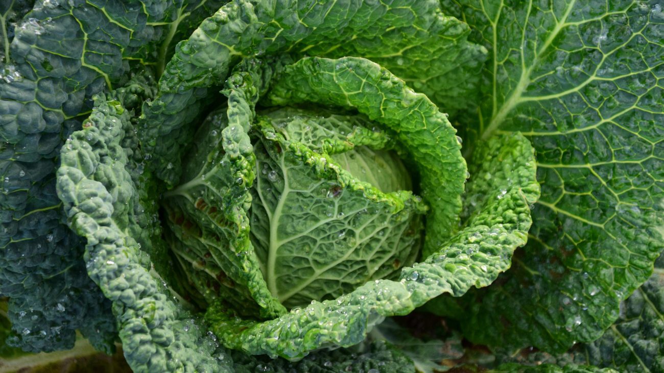 Городники назвали види капусти, які варто посадити на грядках наступного року