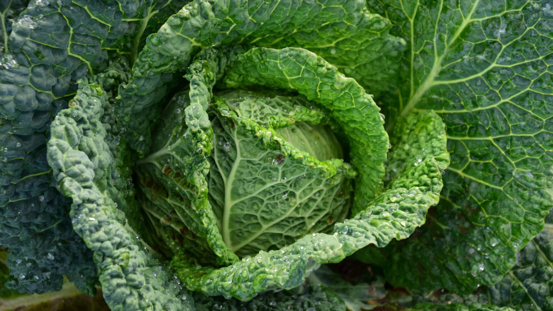 Городники назвали види капусти, які варто посадити на грядках наступного року