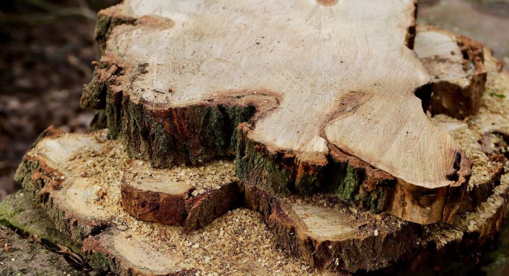 Це не ті “опилки”: тирса цих 2 дерев – не мульчування, а отрута для ваших грядок 