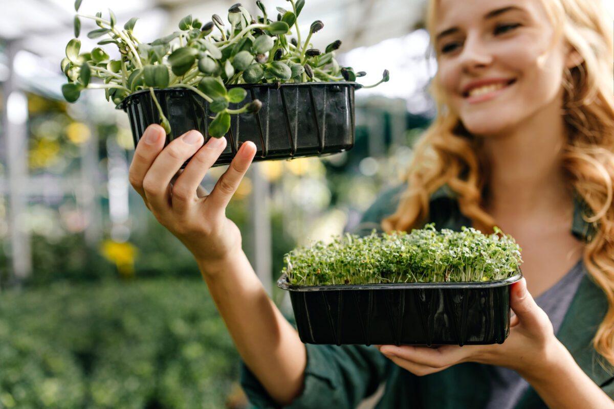 Коли сіяти овочі на розсаду в 2026-му році