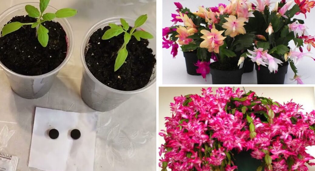 Додаю в горщик 1 таблетку — і різдвяник милуватиме яскравими квітами до наступної весни 