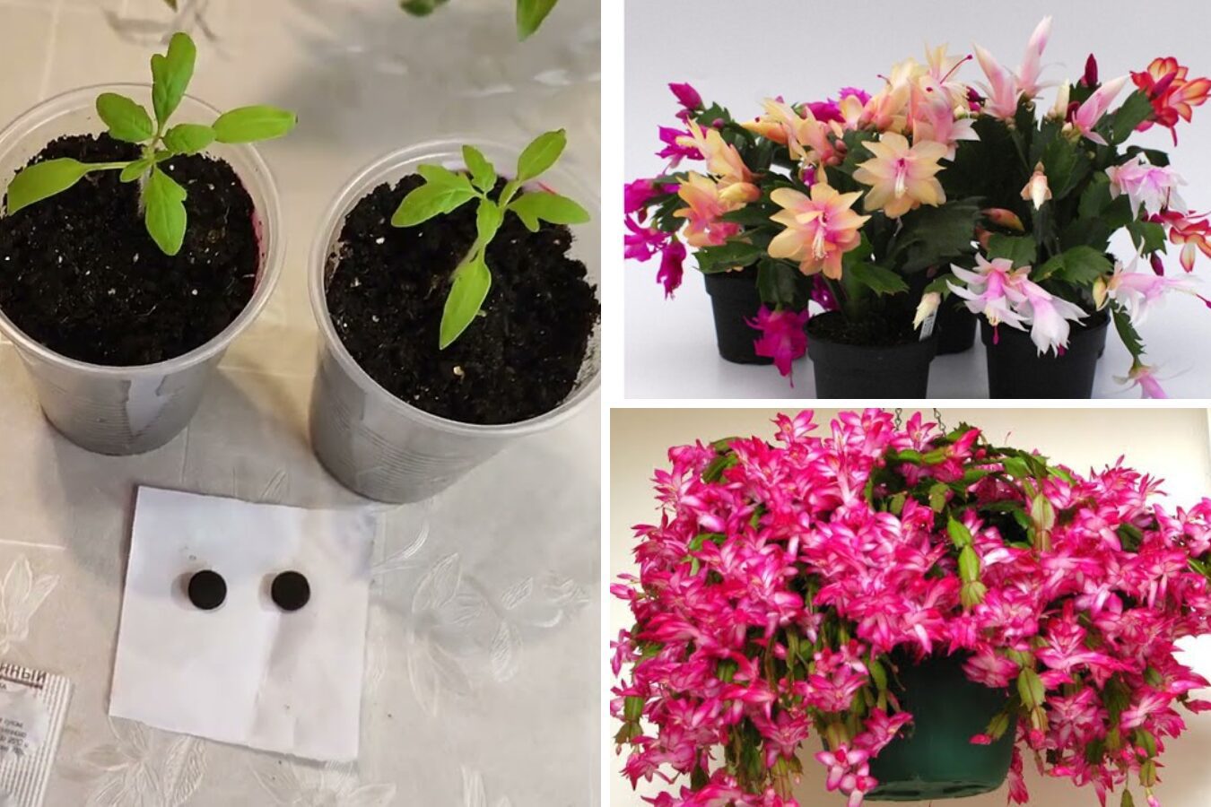 Експерти розповіли, чим підживити різдвяник, щоб він пишно квітнув