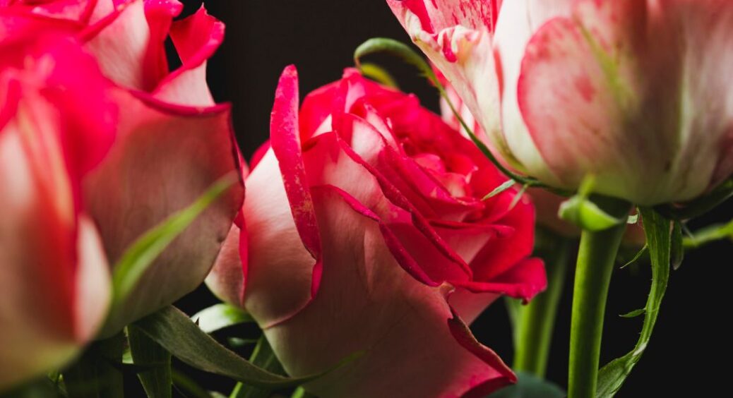 Тепер троянди стоять у вазі не 2 дні, а 2 тижні: дізналася 1 дієвий секрет від агрономів 