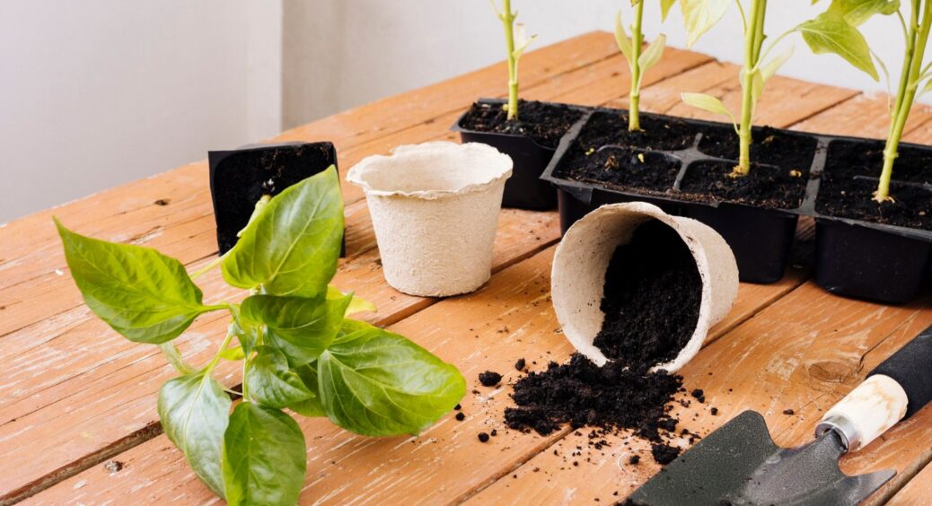 Ефективніше за гній та селітру в 5 разів: у січні 2026 підготуйте ґрунт для розсади 