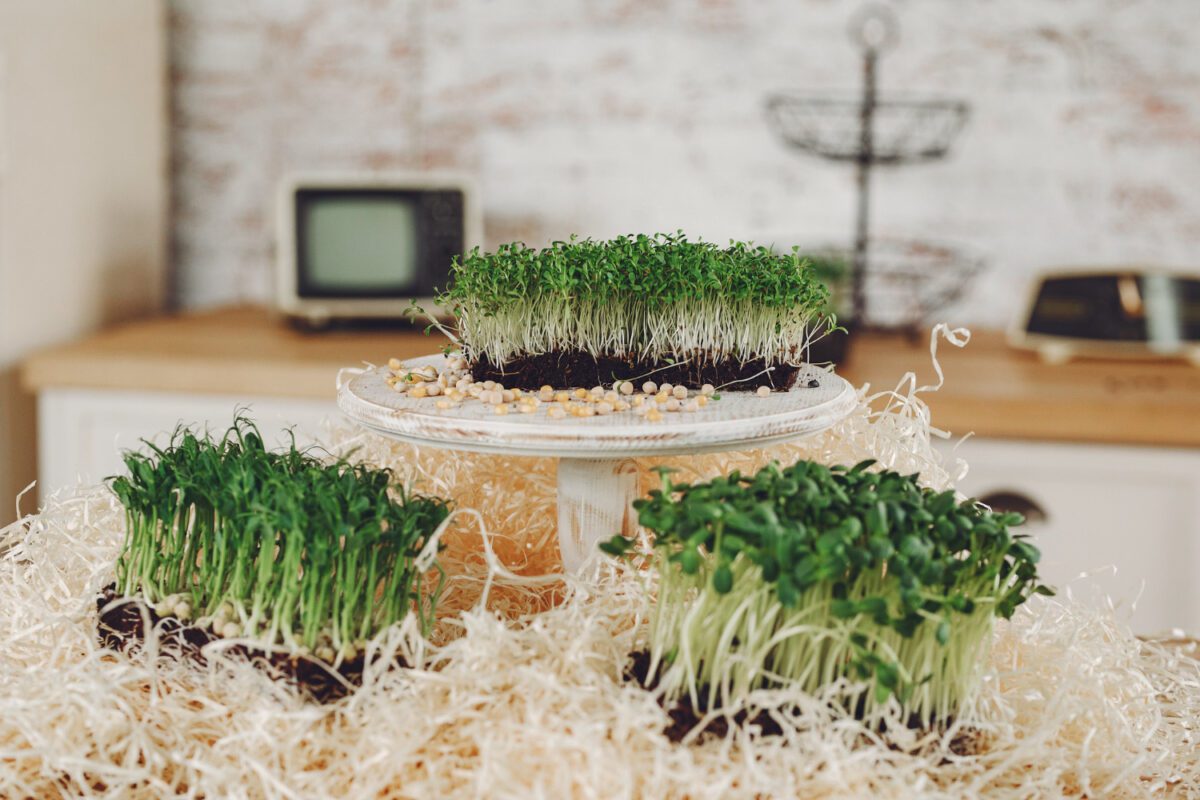 Експерти розповіли, як виростити ароматну зелень взимку