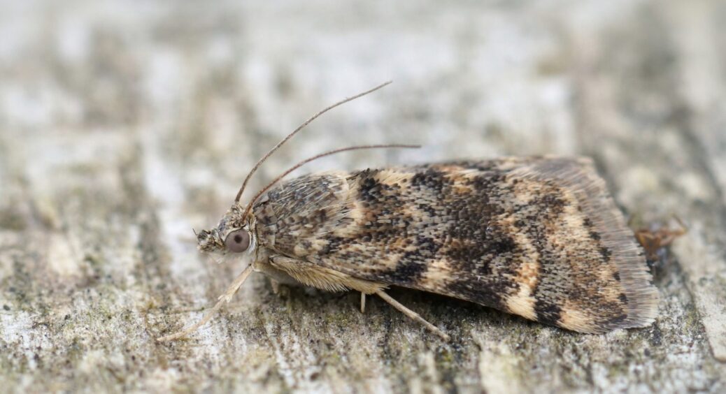 У шафі завелася міль? Лаванда та ще 4 найпростіші лайфхаки, які виженуть її назавжди 