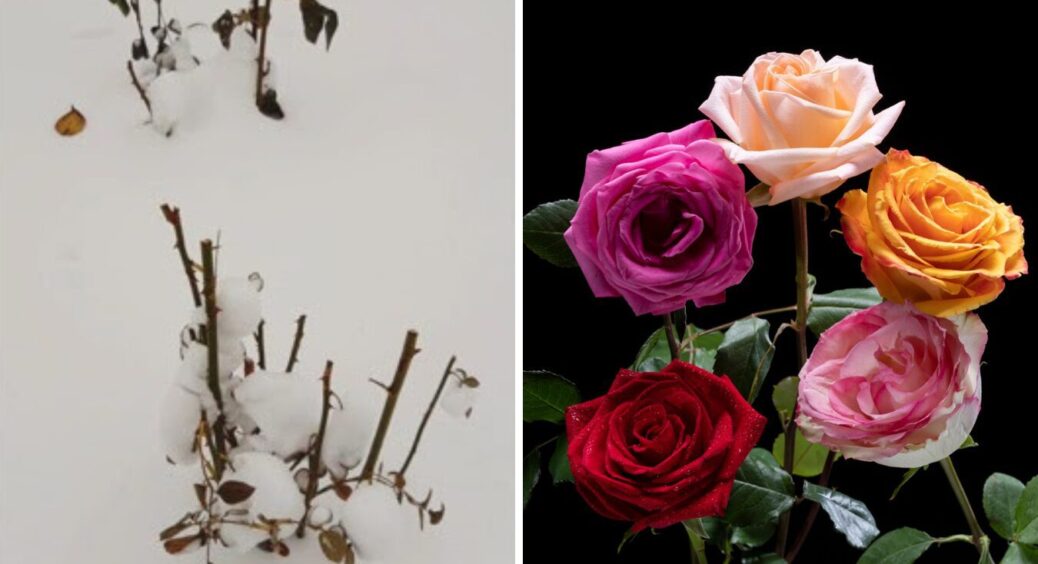 1 помилка взимку, і троянди влітку дрібні і слабкі: 15 років пішло, щоб я знайшов цей нюанс 