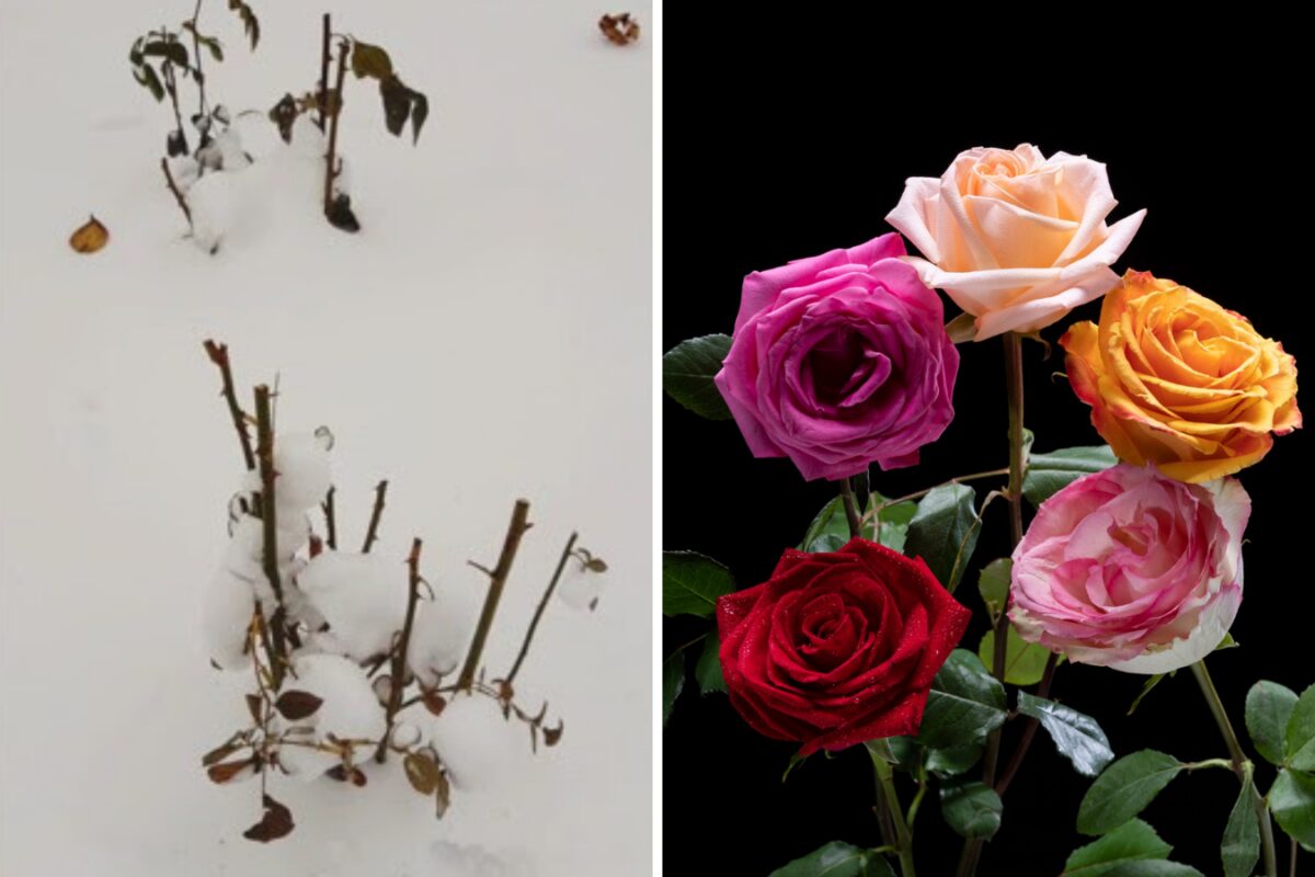 Головне правило догляду за трояндами взимку