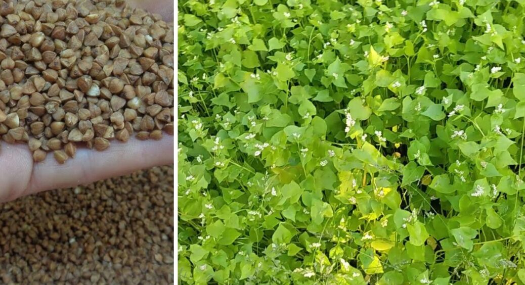 Беру 1 пачку крупи — і щедро “посіваю” город: диво-добриво, яке замінить кілограми компосту 