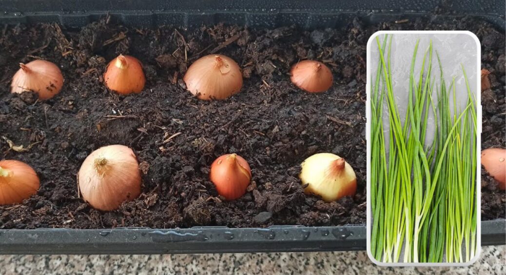 Як виростити зелену цибулю на підвіконні за 7 днів: мій 1 лайфхак з пакетом, перевірений на практиці 