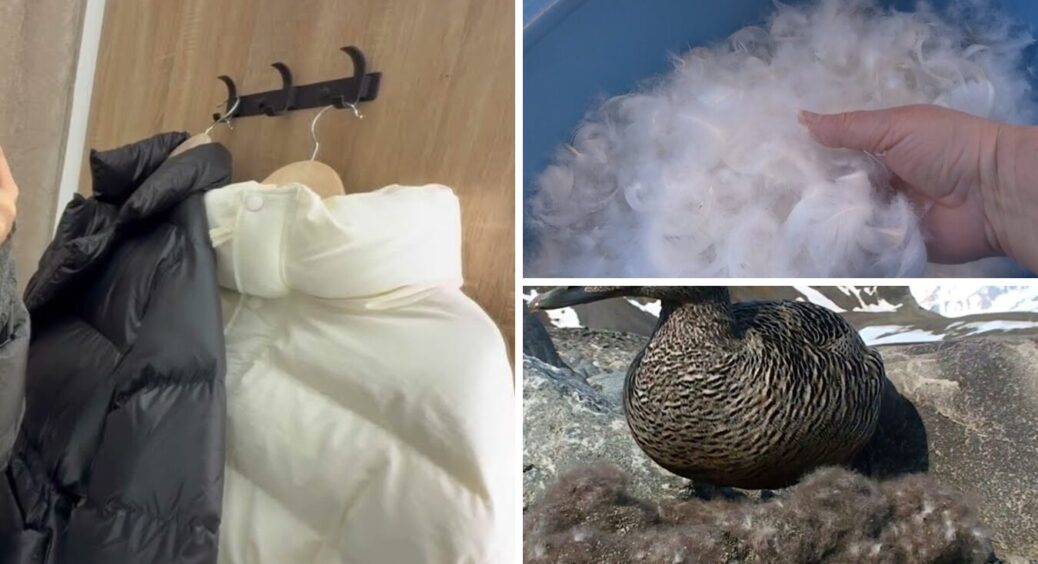 Ось які існують наповнювачі для пуховиків та який з них найтепліший: і не парить, і не холодить 