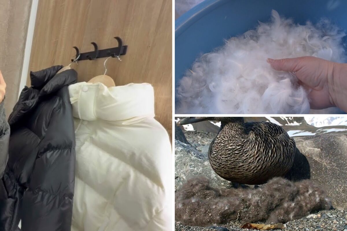 Який наповнювач для пуховиків буде найтепліший