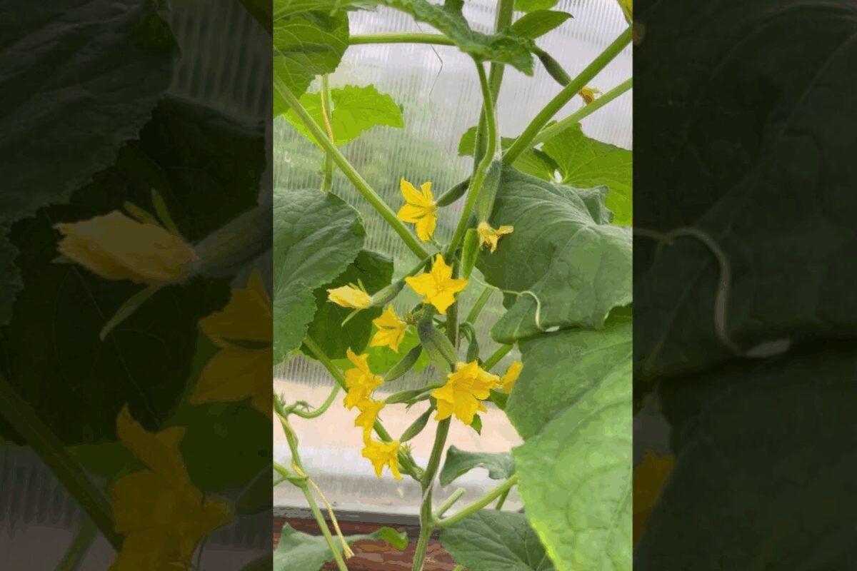 Сорт огірків Клавдія