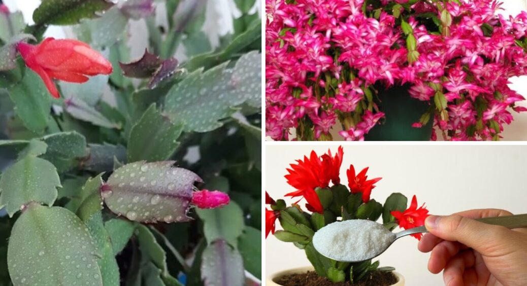 Популярний лайфхак із цукром не спрацює: 7 порад, які збережуть ваш декабрист до Різдва 