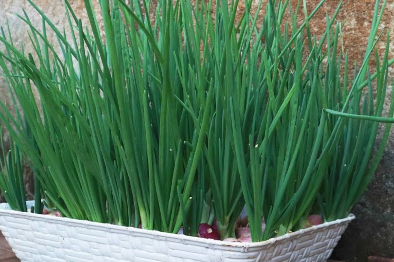 Експерти розповіли, як виростити зелену цибулю на підвіконні за 7 днів